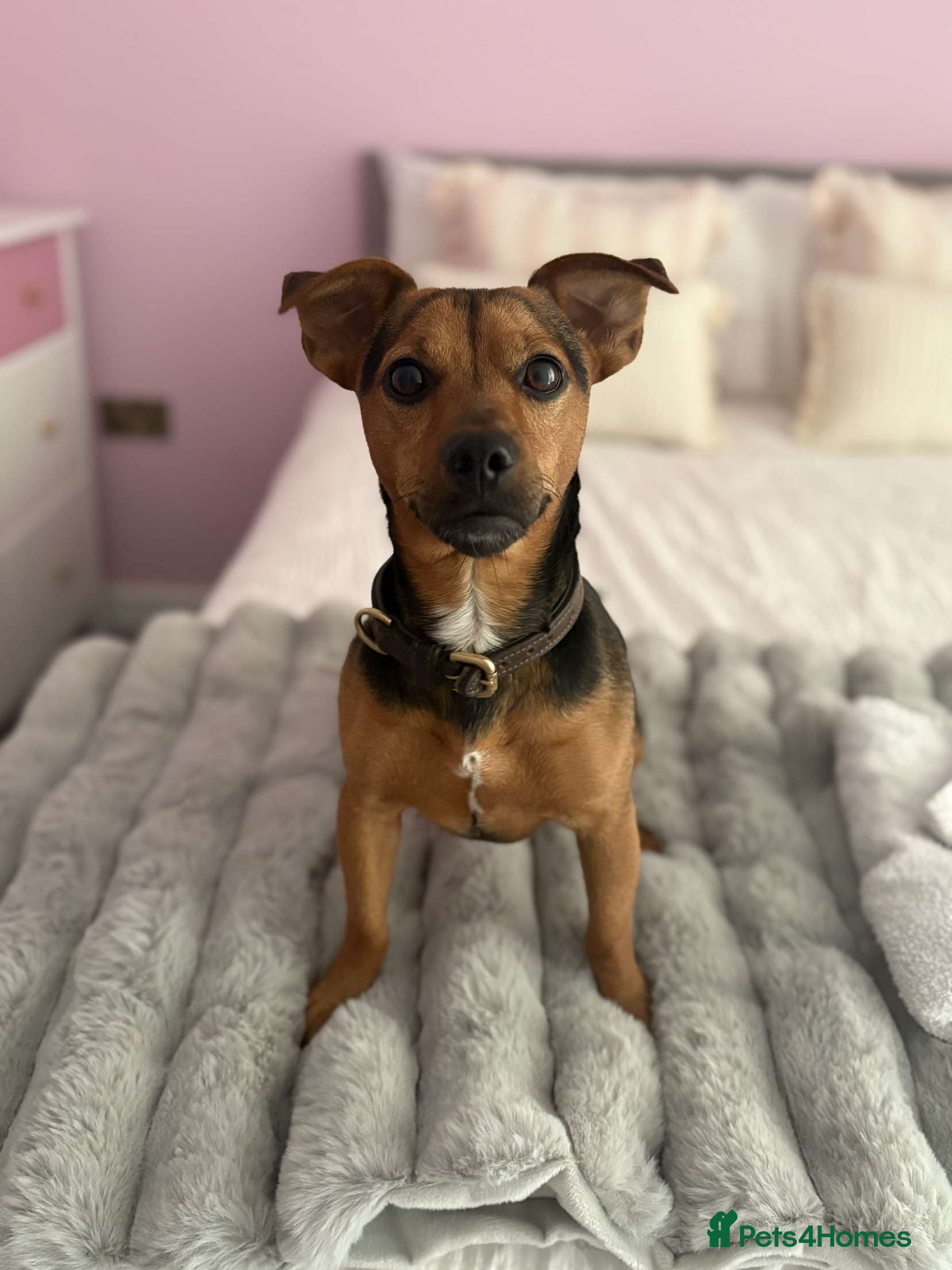 Jack Russell dogs Black and Tan stud dog  - Advert 1
