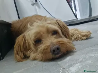 Mixed Breed dogs TEDDY💙🐾 - Advert 2