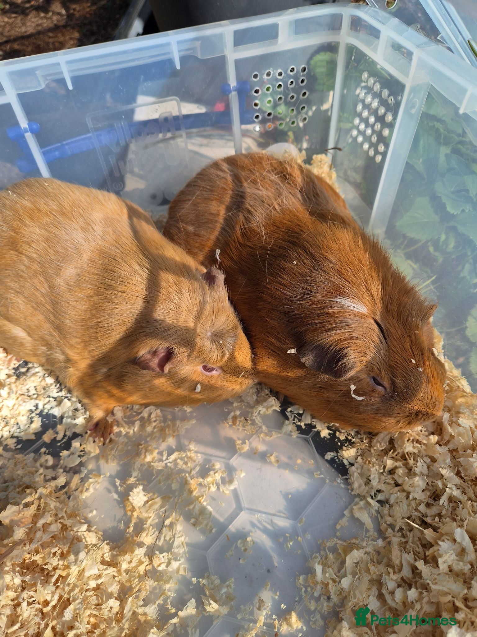Guinea Pig rodents for sale: Guinea pigs for sale  - Advert 1