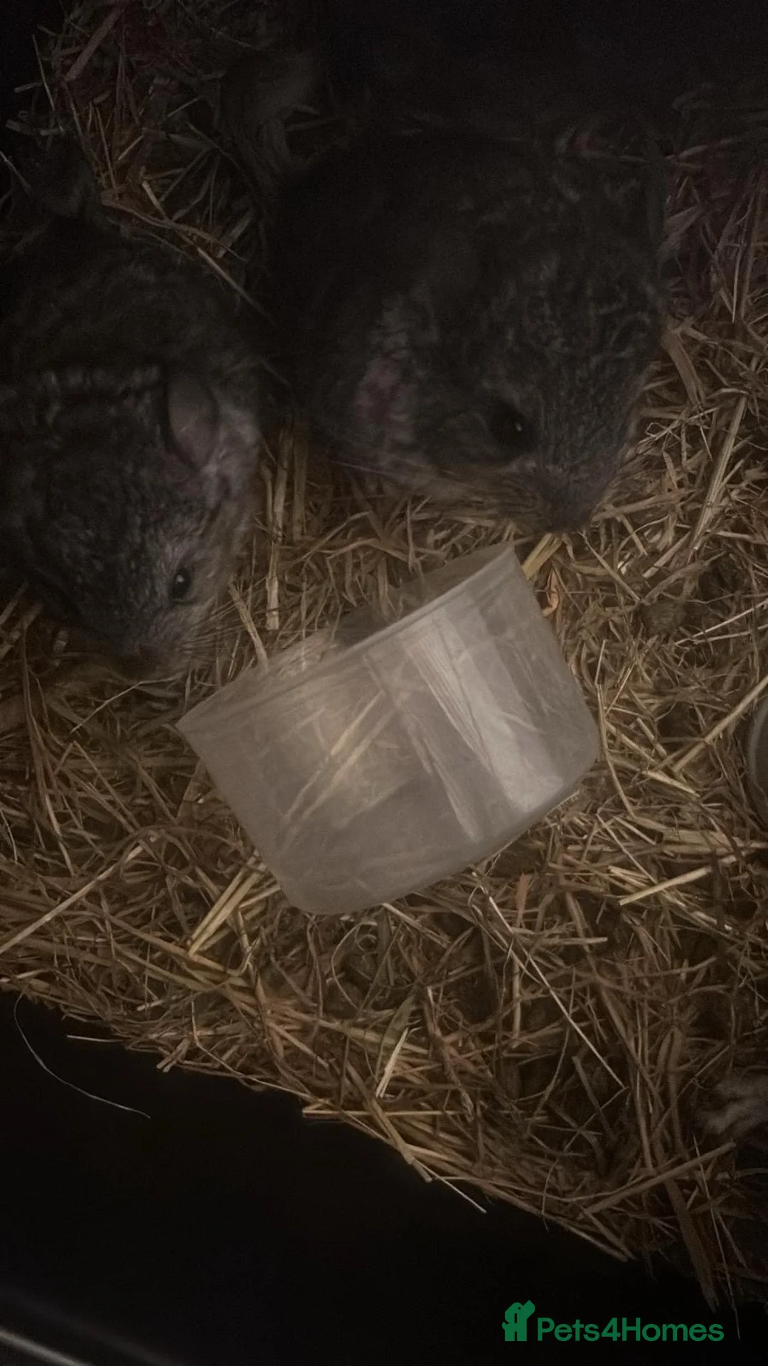 Chinchilla rodents for sale: 3 baby chinchillas for sale - Advert 2