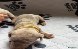 Dachshund dogs for sale: Litter of miniature dachshunds born 12/9/25 - Image 14