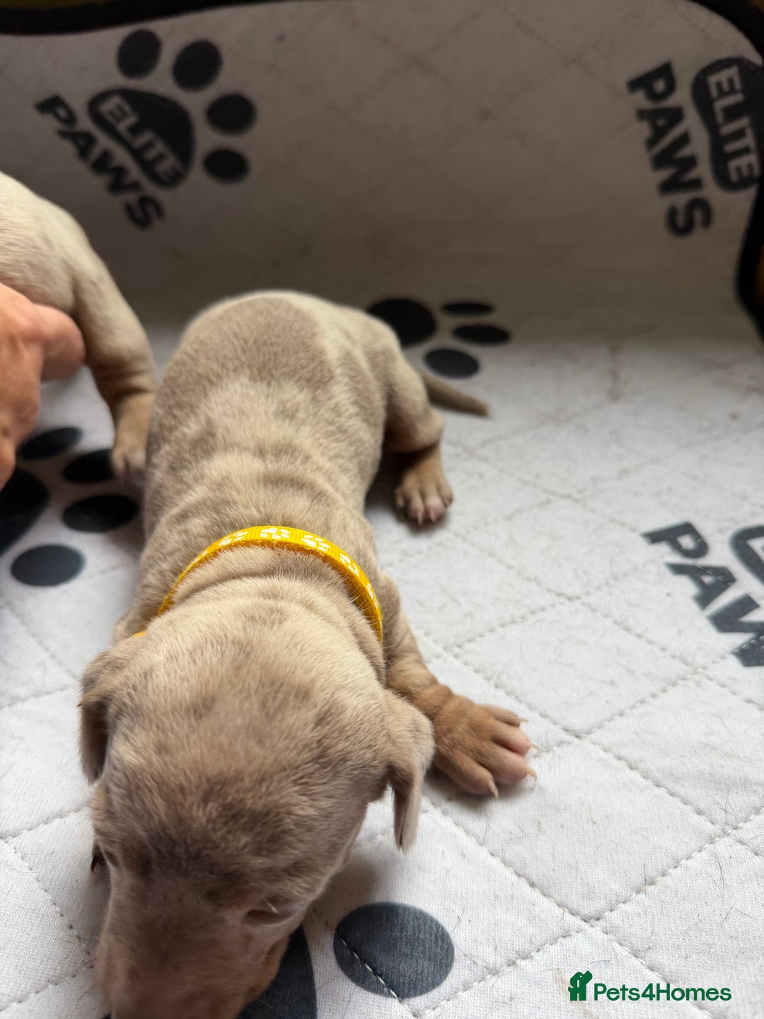 Dachshund dogs for sale: Litter of miniature dachshunds born 12/9/25 - Image 14