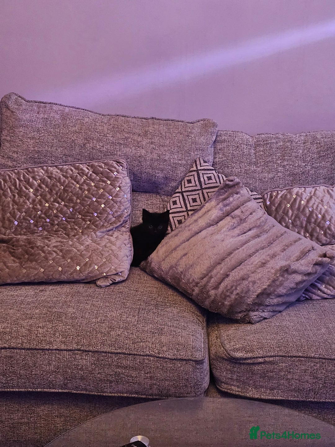 Mixed Breed cats for sale: 4 Gorgeous Bombay-Heritage Kittens- Litter Trained - Advert 28