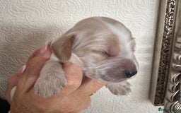 Cocker Spaniel dogs for sale: Pedigree Show cocker spaniels  - Image 8