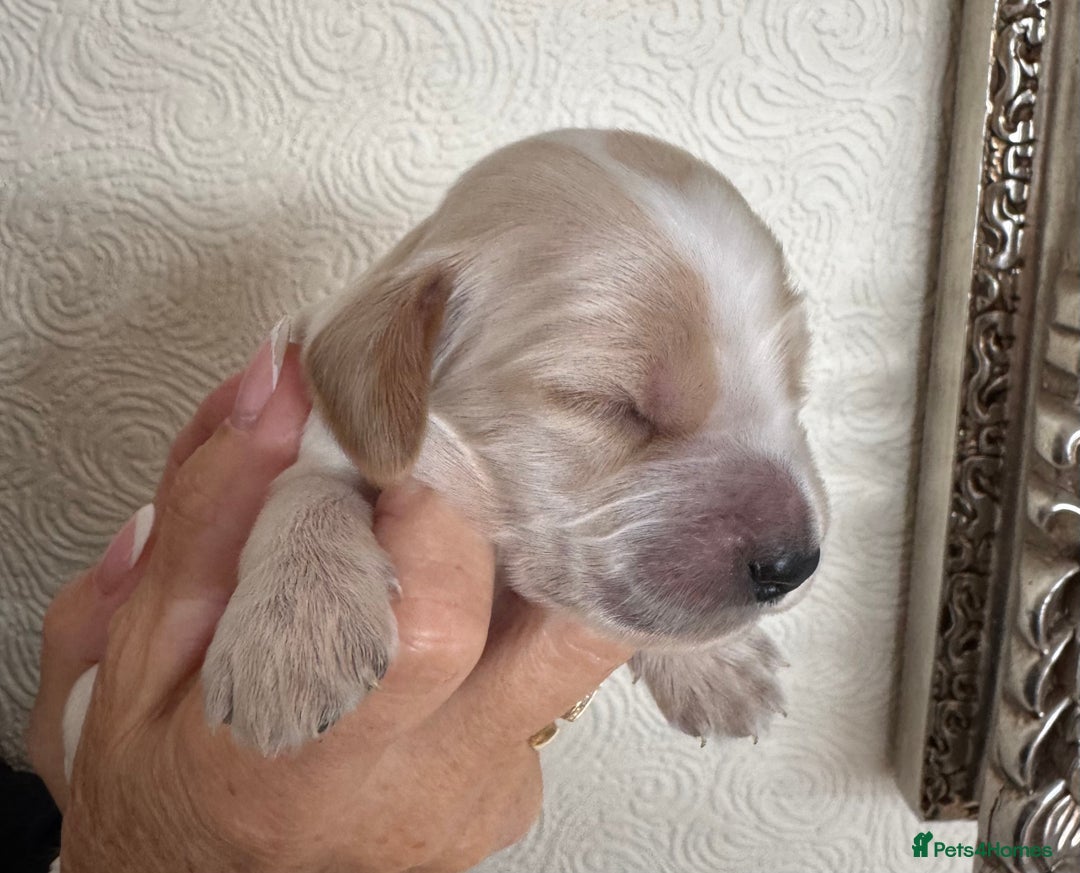 Cocker Spaniel dogs for sale: Pedigree Show cocker spaniels  - Image 8