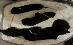 Mixed Breed dogs for sale: 🐾🐶Adorable and very cute Cavaschnauzer 🐶🐾 - Image 22