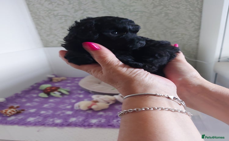 Toy Poodle dogs - Advert 4