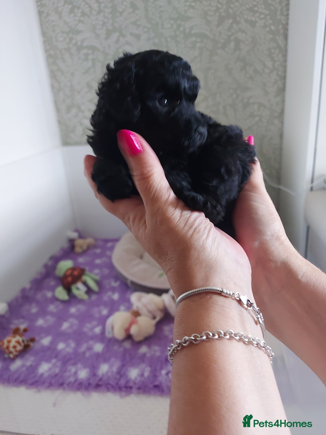 Toy Poodle dogs for sale: Kc reg black toy poodle  - Image 1
