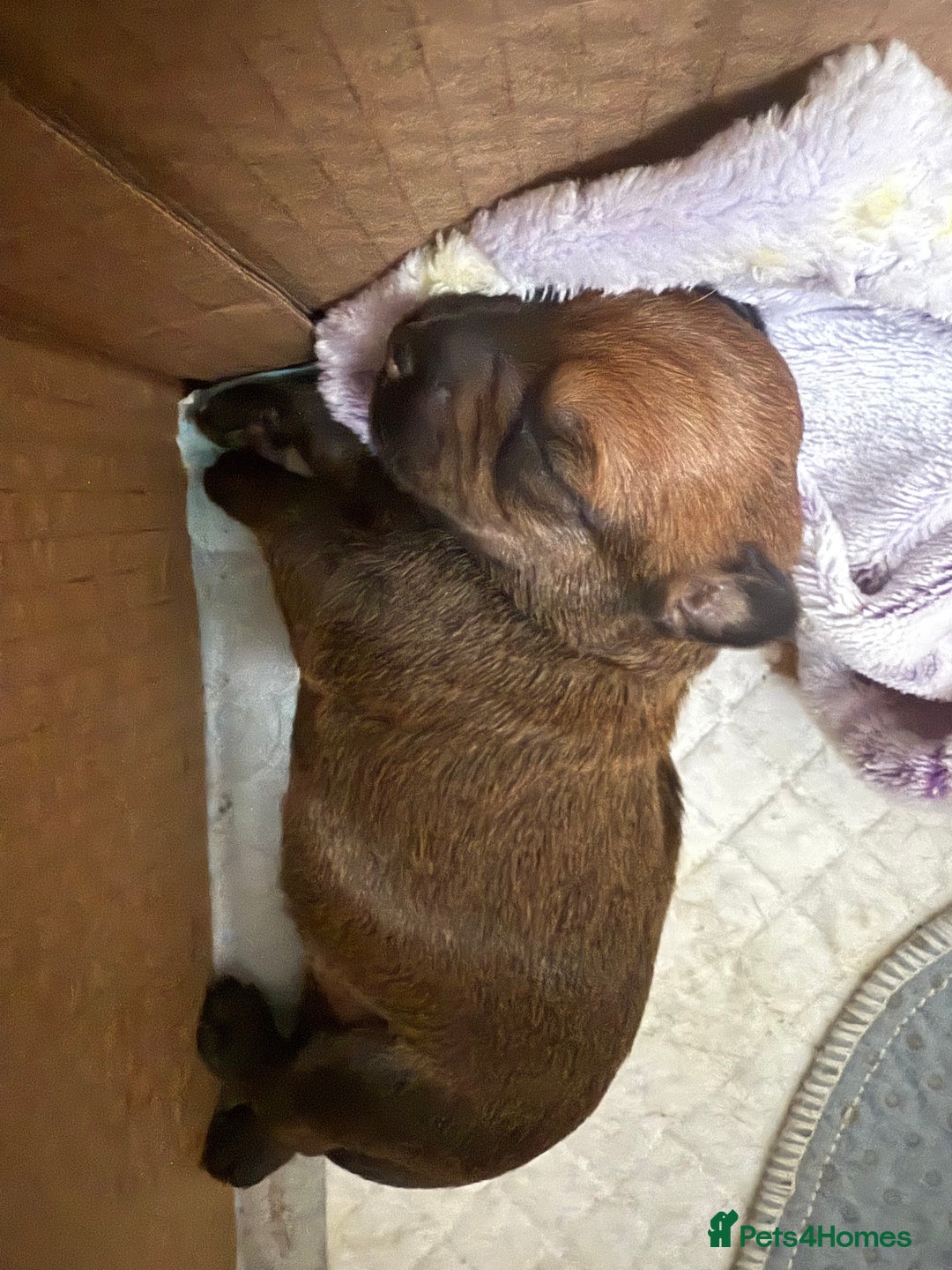 Mixed Breed dogs for sale: Beautiful miniature dash X Maltese  - Image 11