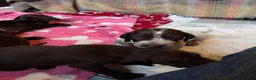 German Shorthaired Pointer dogs for sale: GSP puppies available to reserve - Advert 9