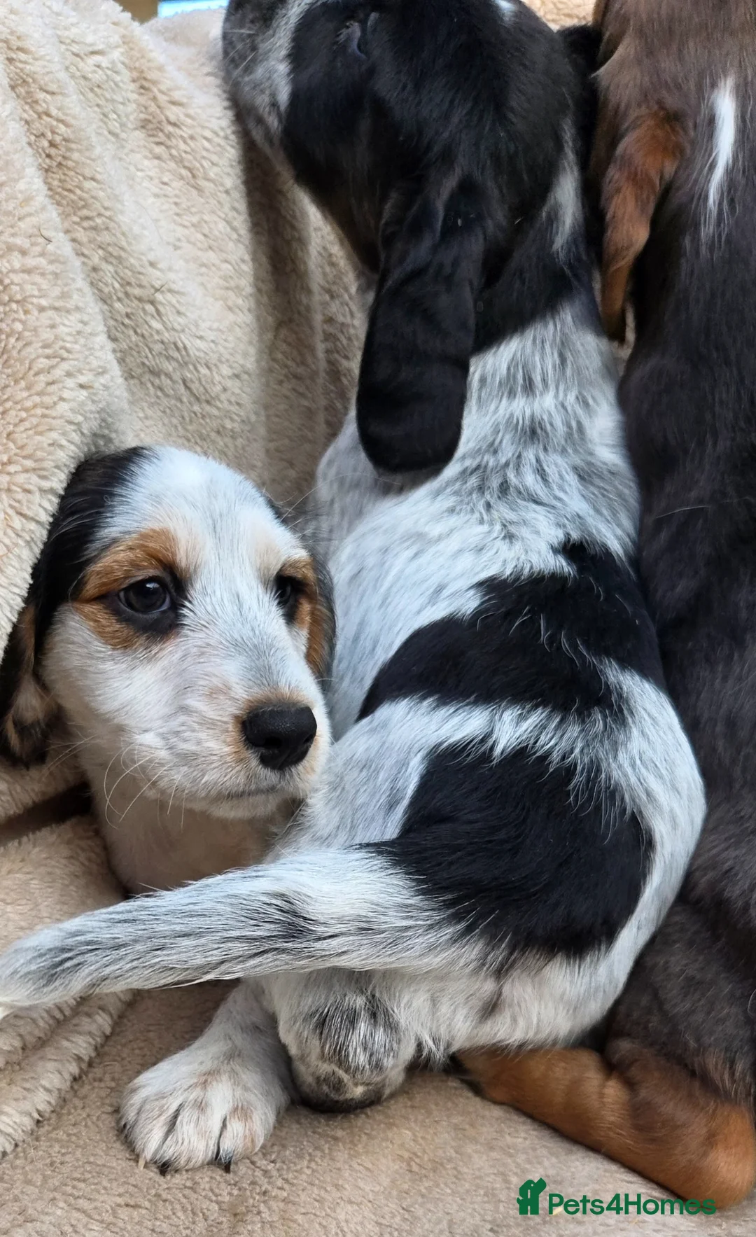 Cocker Spaniel dogs for sale: Beautiful litter of unusual colour Cocker spaniel  - Advert 31
