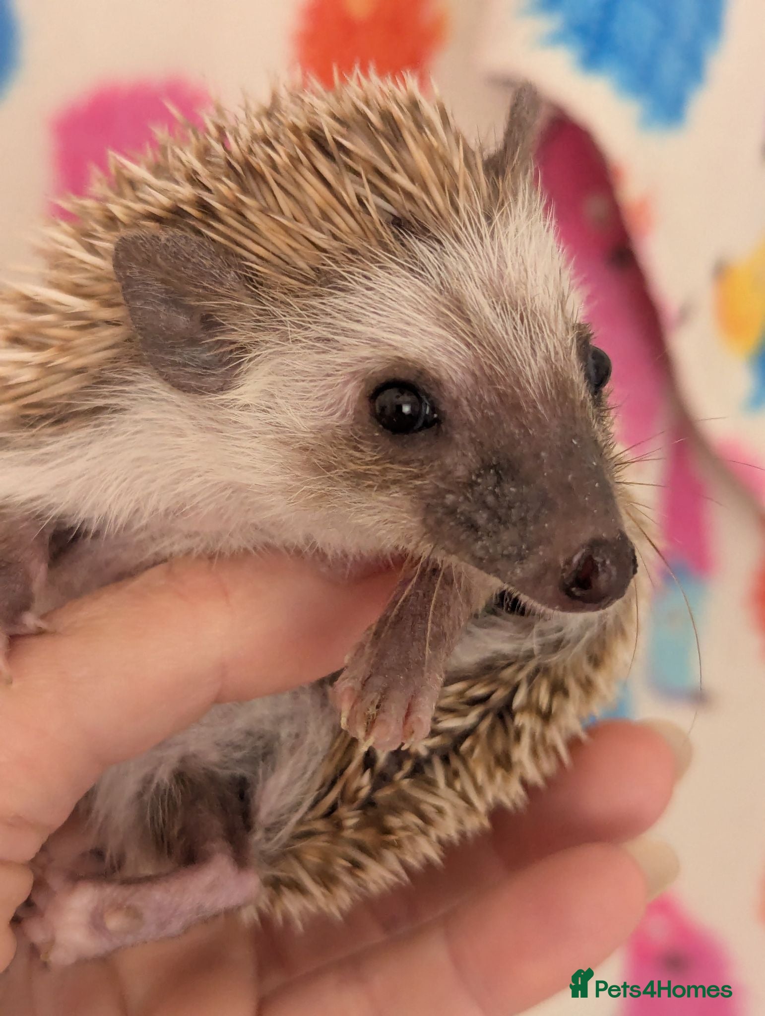 Pygmy Hedgehog rodents Reduced!!! 3 Stunning Females. Ready Now!!!! - Advert 1