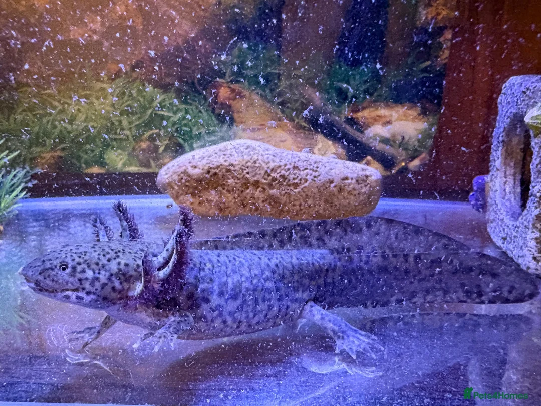 Axolotl reptiles for sale: Axolotl  - Advert 2