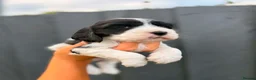 Cocker Spaniel dogs for sale: x8 Black & White & Blue Roan spaniel pups - Advert 4