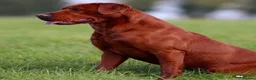 Labrador Retriever dogs for sale: Darkest mahogany fox red labrador puppies for sale - Advert 14