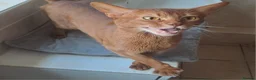 Abyssinian cats for sale: Abyssinian boy looking for a new home - Advert 2