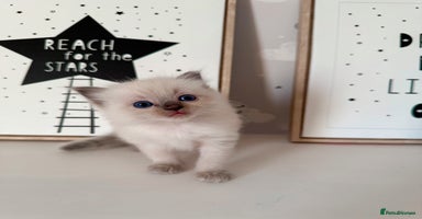 Ragdoll cats - Advert 4