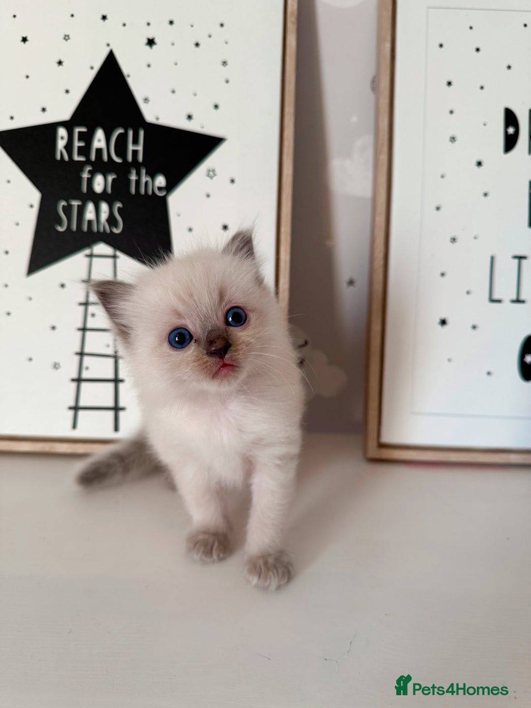 Ragdoll cats for sale: Purebred Ragdoll Kittens - Image 2