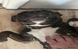 Staffordshire Bull Terrier dogs for sale: 3 yr old beautiful brindle staffy female - Image 8