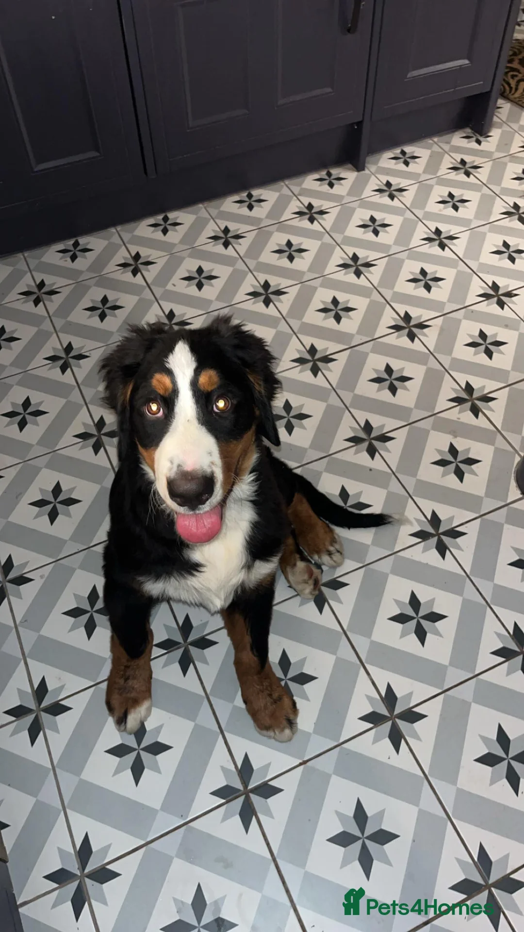 Bernese Mountain Dog dogs for sale: Bernese mountain dog for sale - Advert 6