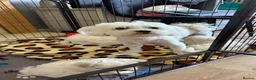 Maltese dogs for sale: Sweet girls - Advert 8