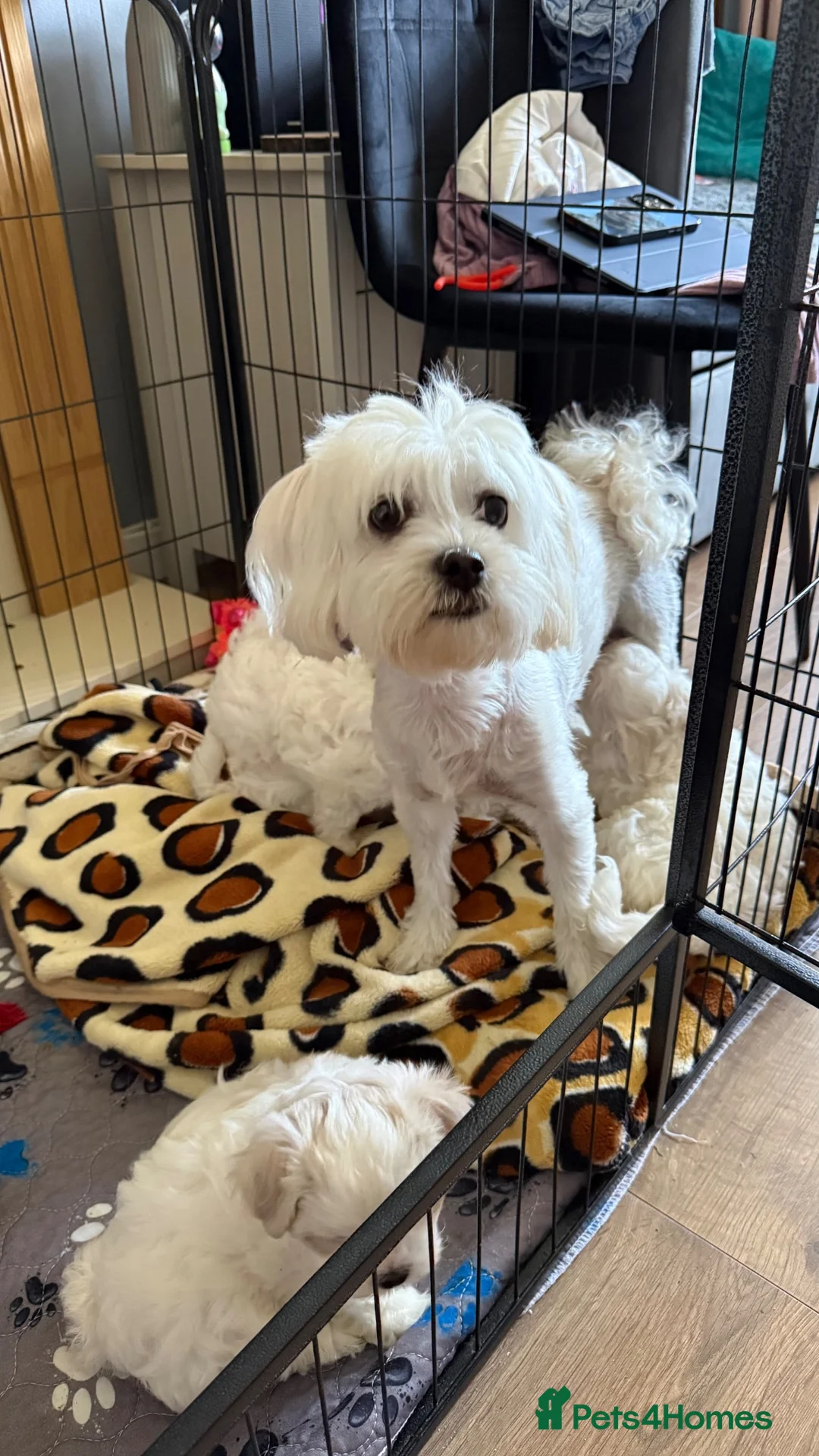 Maltese dogs for sale: Sweet girls - Advert 8