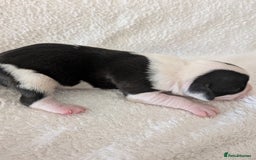 Mixed Breed dogs for sale: Cockerbull puppies  - Image 12