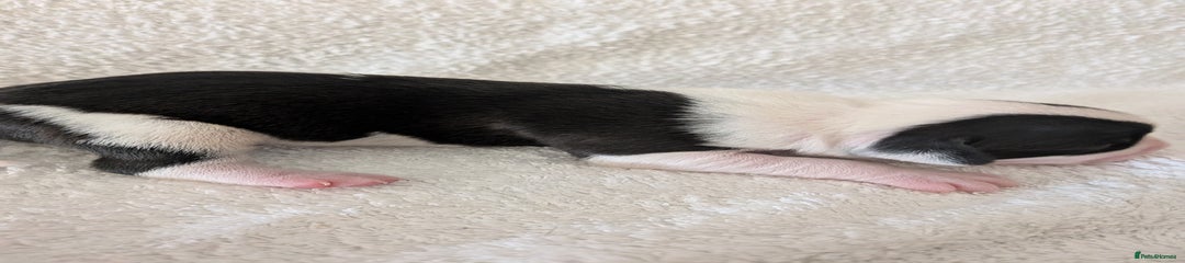 Mixed Breed Puppy 2
