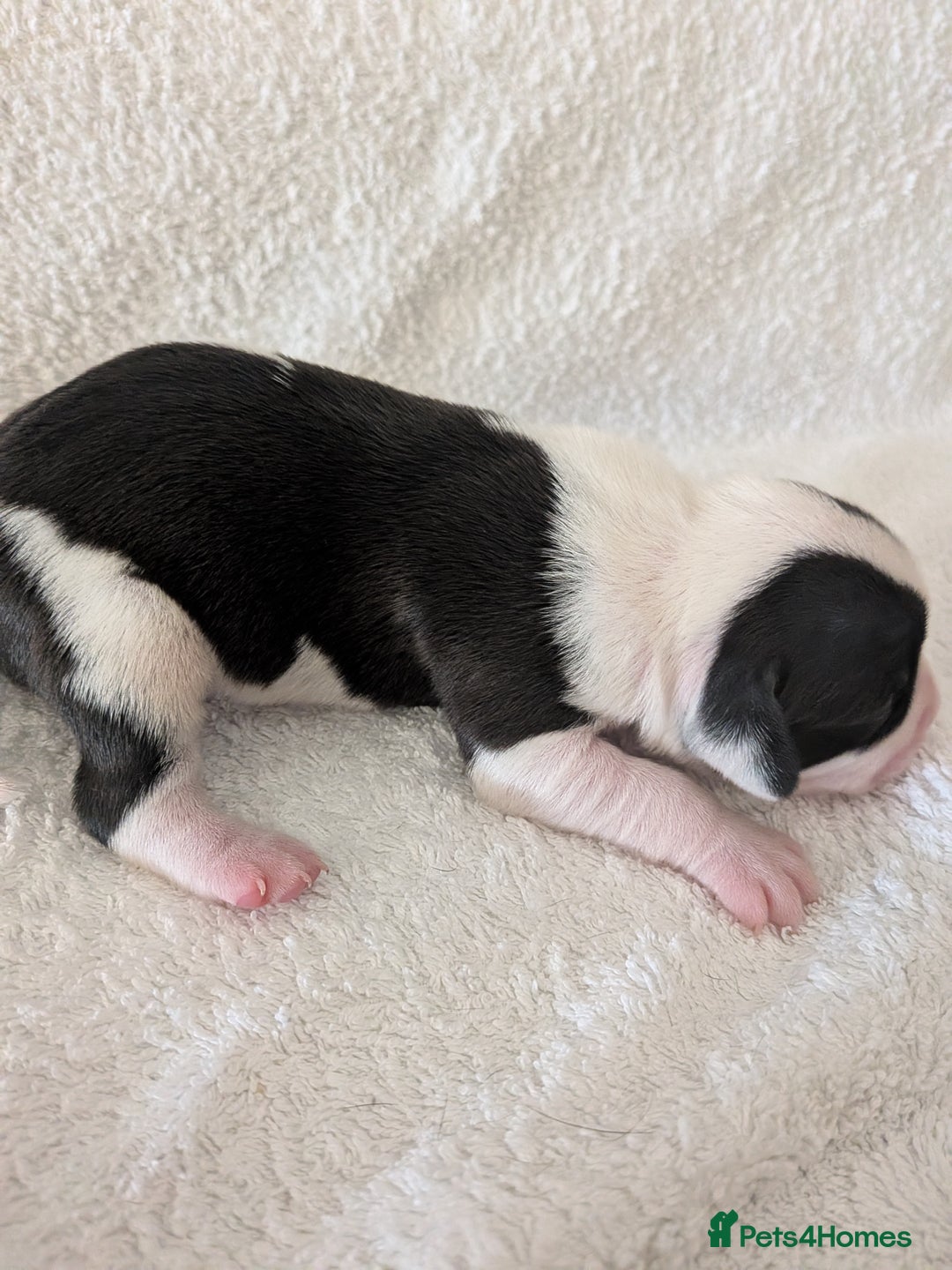 Mixed Breed dogs for sale: Cockerbull puppies  - Image 12