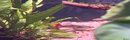 Live Bearers fish for sale: 4 Adult Female Guppies + Many Various Age Fry in Stone - Advert 5