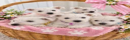 West Highland Terrier dogs for sale: KC WestHighland White Pups - READY NOW - Advert 7