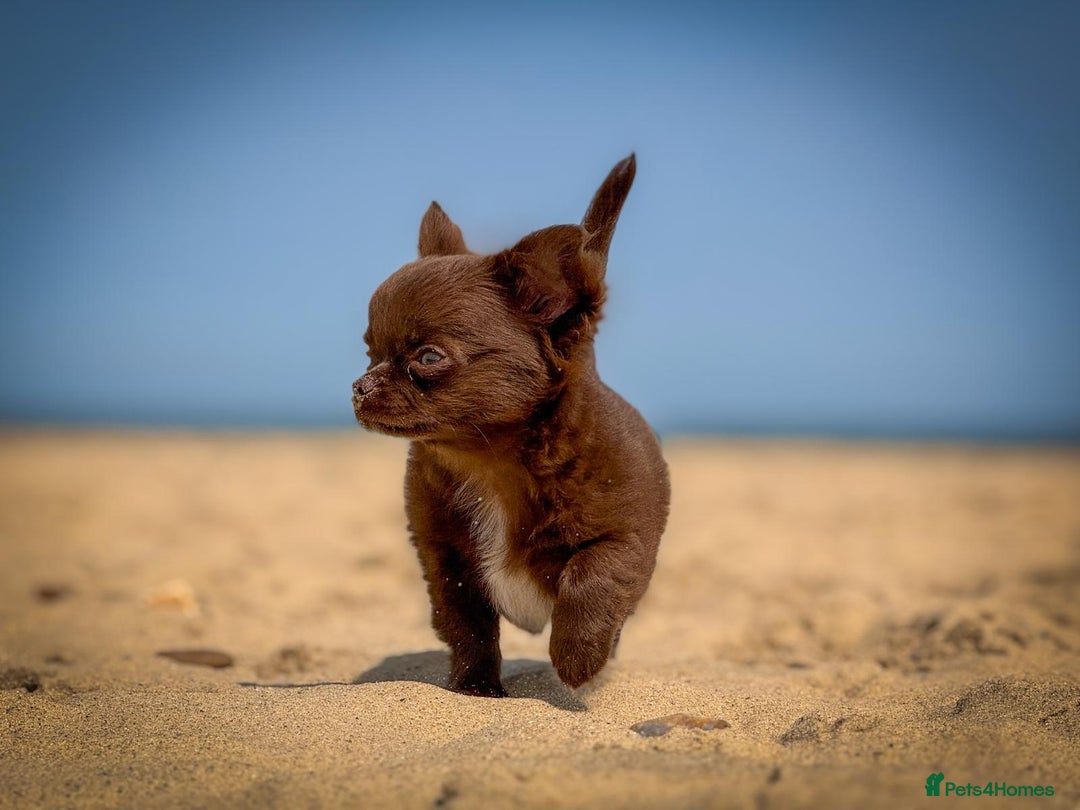 Chihuahua dogs for sale: KC reg LC choc boy - health tested parents  - Image 5