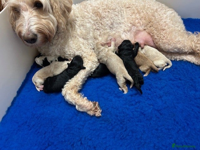 Mixed Breed dogs EXTENSIVELY HEALTH TESTED MINATURE GOLDENDOODLE - Advert 13