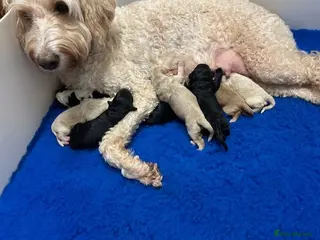 Mixed Breed dogs EXTENSIVELY HEALTH TESTED MINATURE GOLDENDOODLE - Advert 13