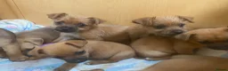 Mixed Breed dogs for sale: Jack Russell/ Yorkshire terrier puppy’s  in Pontypool - Advert 1