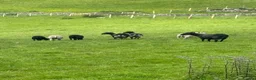 Sheep livestock for sale: Shetland X ewes - Advert 4