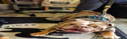 English Bulldog dogs for sale: 11 month KC Registered Black & Tan English Bulldog - Advert 12