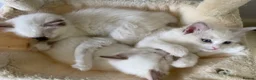 Ragdoll cats for sale: 3 LEFT!!! TICA REGISTERED RAGDOLL KITTENS  - Advert 21