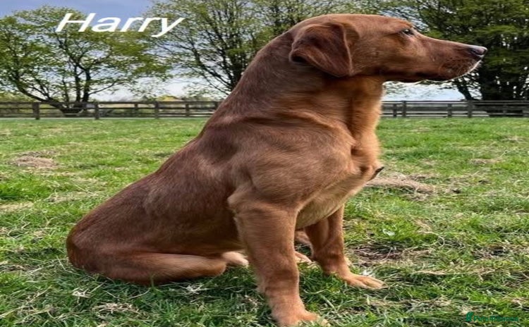 Labrador Retriever dogs - Advert 2