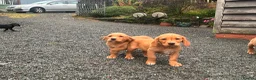 Springador dogs for sale: Adorable Springador puppies  - Advert 23