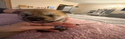 Mixed Breed dogs for sale: Chowski puppy’s  - Advert 9