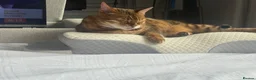 Bengal cats for sale: Beautiful Bengal X Kittens  - Advert 21