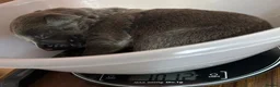 Mixed Breed dogs for sale: Gorgeous Blue & Brindle Mixed Breed Puppies 🫐💗 - Advert 8