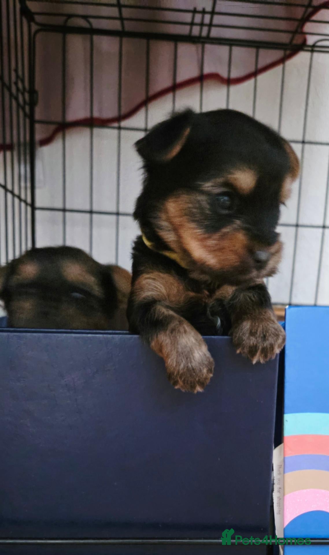 Yorkshire Terrier dogs Beautiful Yorkshire Terrier  - Advert 2