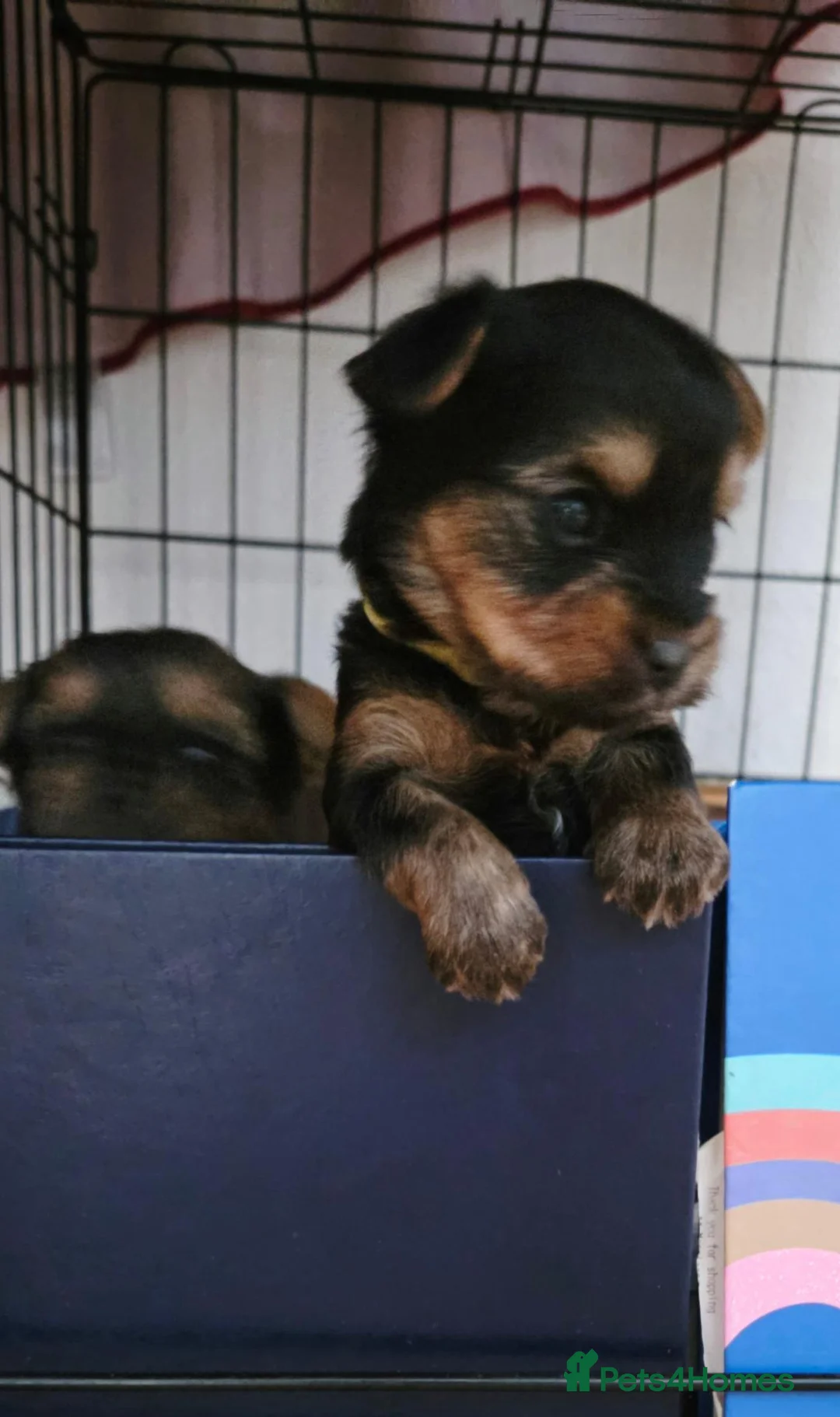 Yorkshire Terrier dogs for sale: Beautiful Yorkshire Terrier  - Advert 2