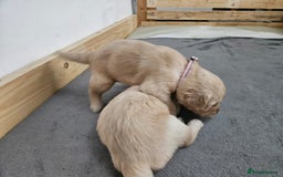 Golden Retriever dogs for sale: Golden retriever puppies - Image 23