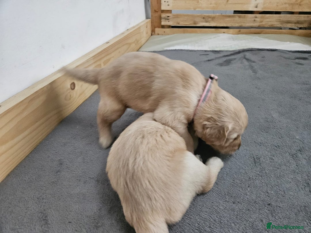 Golden Retriever dogs for sale: Golden retriever puppies - Image 23