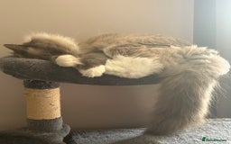 Ragdoll cats for sale: 2 yr old neutered blue mitted ragdoll - Image 2