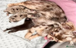 Chihuahua dogs for stud: MARLEY has arrived for stud🏆 k.c merle boy - Image 24