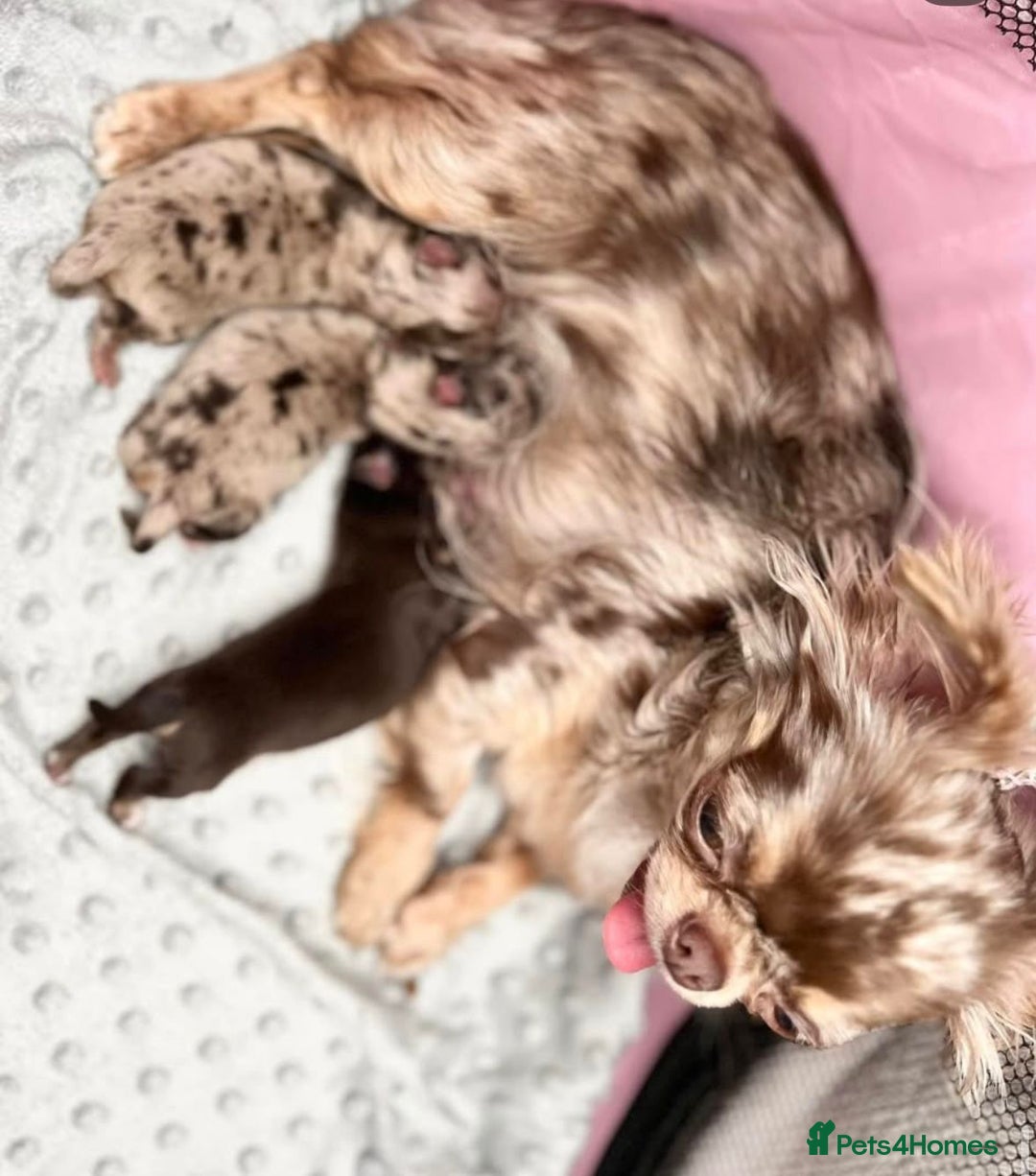 Chihuahua dogs for stud: MARLEY has arrived for stud🏆 k.c merle boy - Image 24